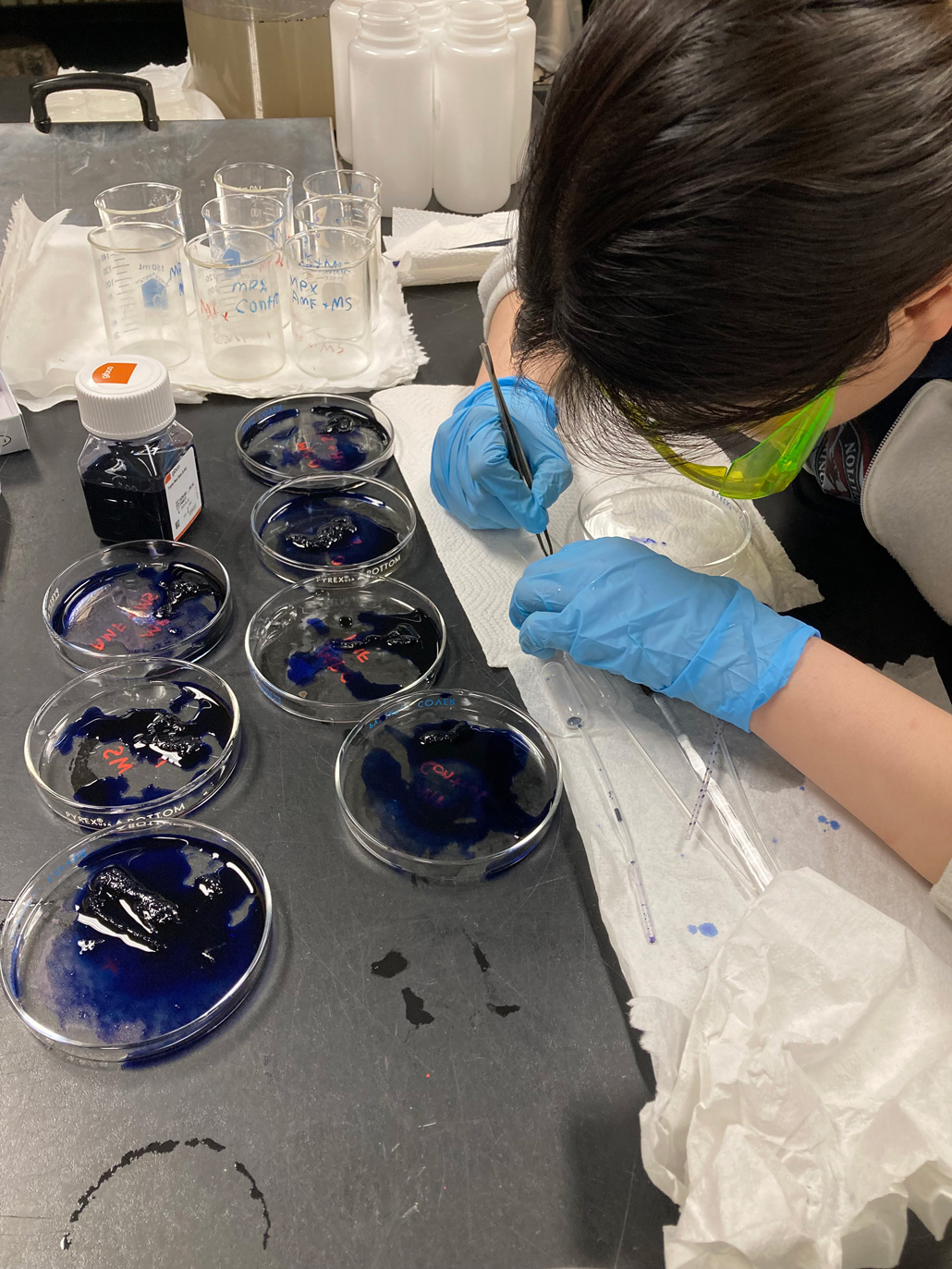 a photo of a young woman bent over petri plates staining them blue