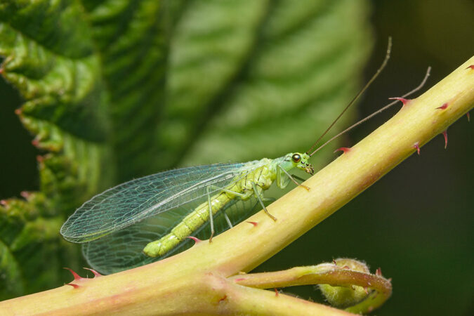 a photo of a a green lacewing, a green insect with clear wings, on a thorny branch