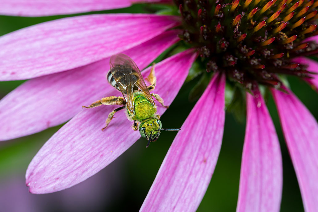 a close-up of a small green sweat bee on the purple petals of a coneflower