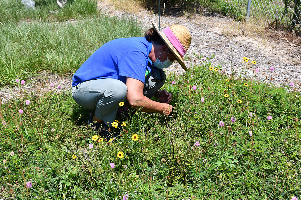 a photo of a researcher examining an experimental lawn plot seeded with a mix of wildflowers and grass