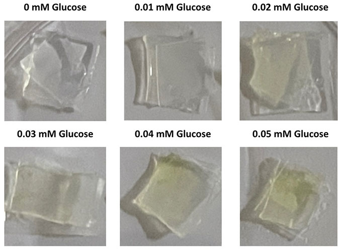 a composite photo showing the hydrogel patches becoming more yellow tinged with the increase of glucose in sweat